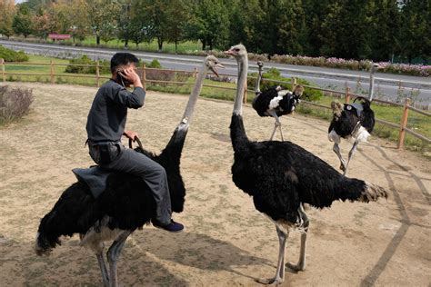 Ostrich farm. Things To Know About Ostrich farm. 